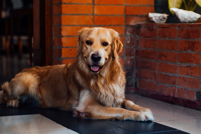 Portrait of dog sitting on brick wall