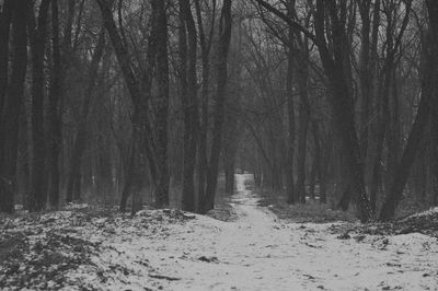 Footpath amidst trees in forest during winter