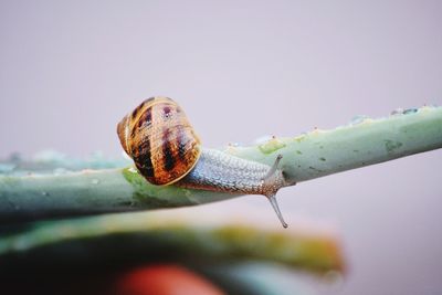 Close-up of snail