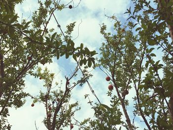 Low angle view of trees against sky