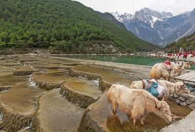 Sheep in a lake