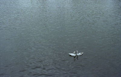 High angle view of swan on water