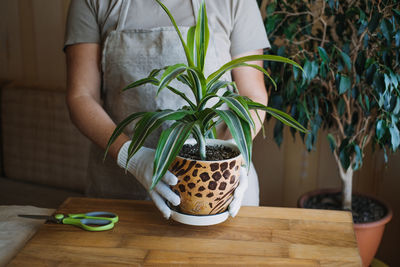 Spring houseplant care, waking up indoor plants for spring. female hands spray and washes