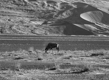 Oryx antelope grazing all by its own in the wideness of the namib desert.