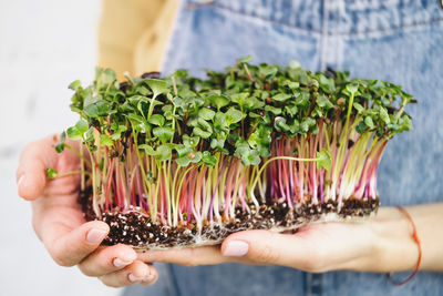 Microgreen in woman hands, small business indoor vertical farm. close-up of healthy vegetarian