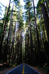 Road amidst trees in forest