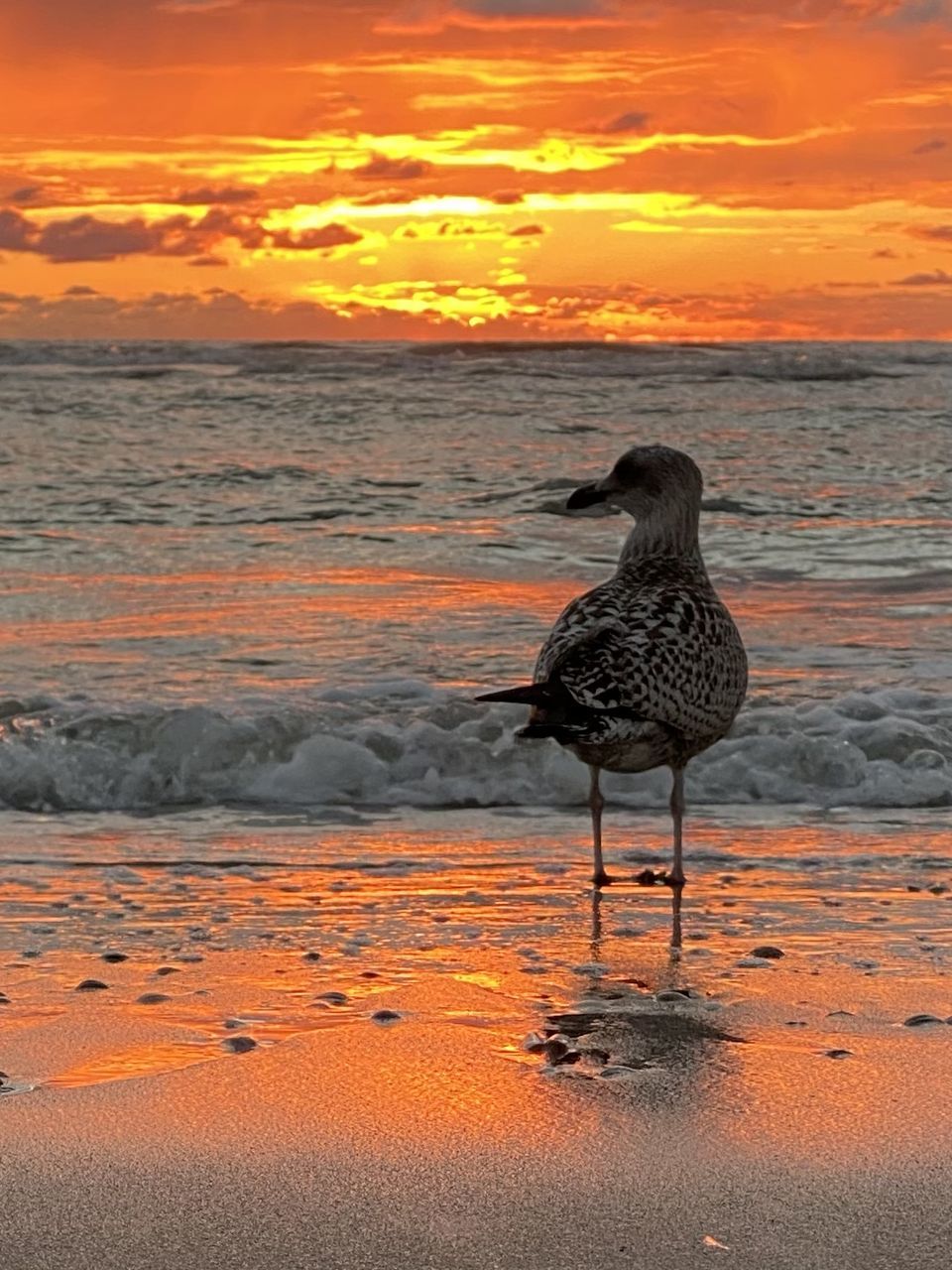 sunset, water, sea, shore, animal, beach, sky, animal themes, ocean, orange color, bird, land, animal wildlife, wildlife, nature, coast, reflection, beauty in nature, sand, dawn, cloud, evening, one animal, horizon, scenics - nature, wave, no people, outdoors, full length, travel destinations, horizon over water, tranquility, environment, sun, romantic sky, dramatic sky