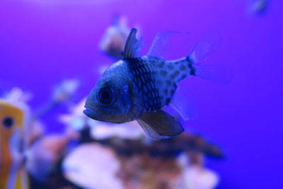 Close-up of fish swimming in aquarium