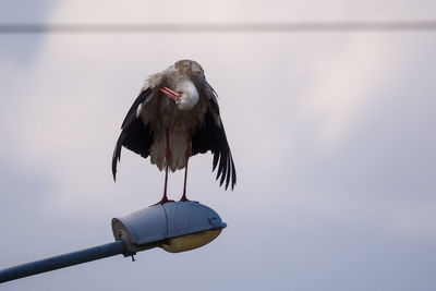 Low angle view of bird perching on metal against sky