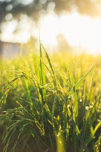 Close-up of crops growing on field against sky