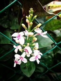 Close-up of pink flower