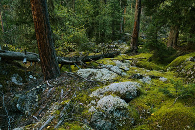 Trees in forest