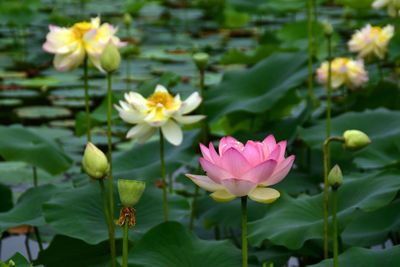 Close-up of pink water lily