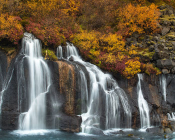 Scenic view of hraunfossar waterfall in forest during autumn  in iceland