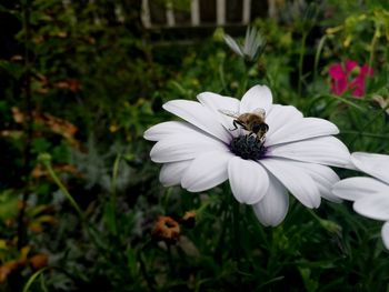 Close-up of bee on white flower