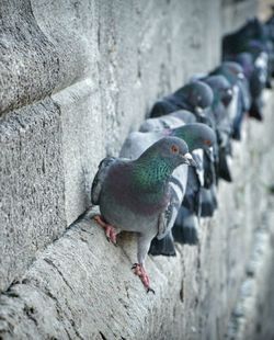 Close-up of sparrow perching on retaining wall