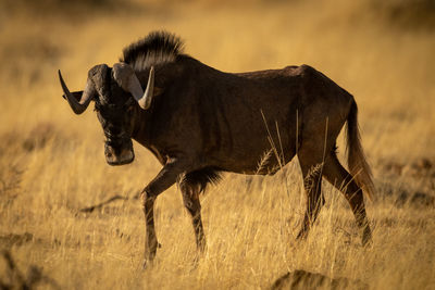 Side view of horse on field