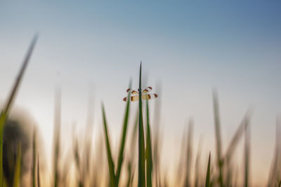 Close-up of flowering plants on field against sky