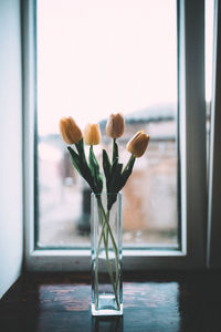 Close-up of potted plant on glass window