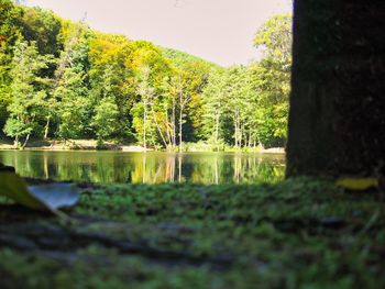 Scenic view of lake in forest