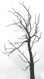 Low angle view of bare tree against sky
