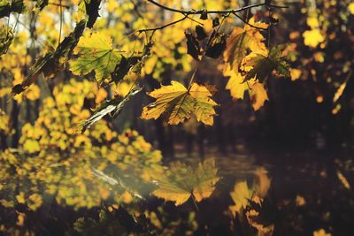 Close-up of leaves on plant against lake