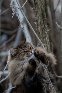 Close-up of cat