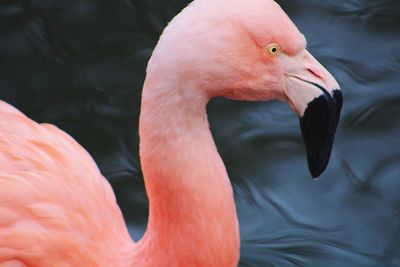 Close-up of swan in lake