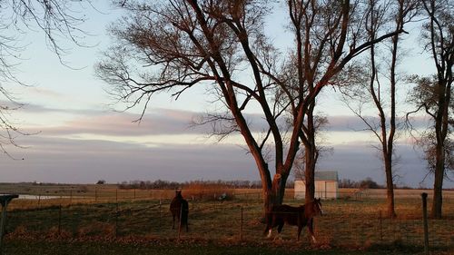 Bare trees on grassy field