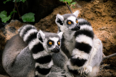Close-up of two lemurs