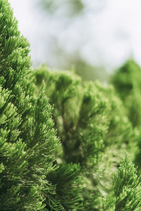 Close-up of pine tree