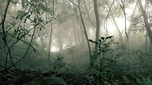 Plants growing in forest