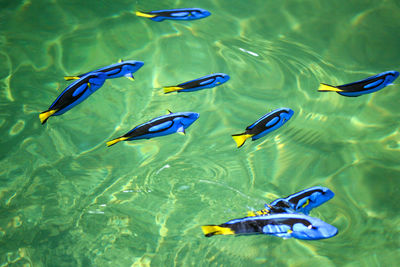 High angle view of fishes swimming in sea