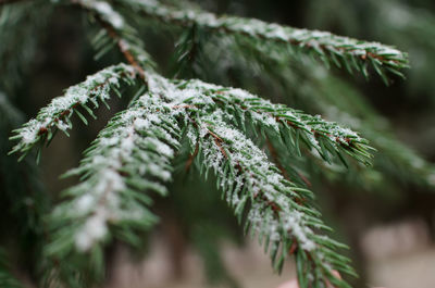 Christmas tree branch in winter close-up.