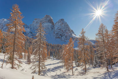 Backlighted photo of larch from autumn colors after an abundant snowfall with mount pelmo background