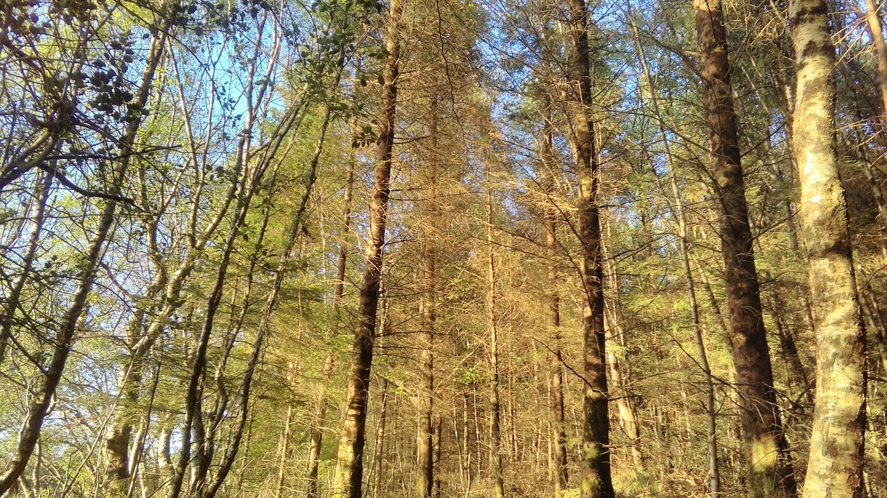 LOW ANGLE VIEW OF TREES AGAINST SKY IN FOREST