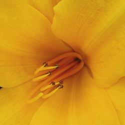 Macro shot of yellow rose