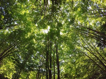 Low angle view of trees