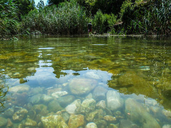 Reflection of trees in pond