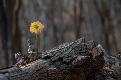 Close-up of dead plant by tree trunk