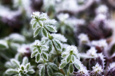 Close-up of frozen plant