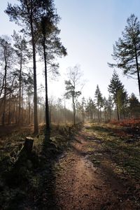 Trees in forest