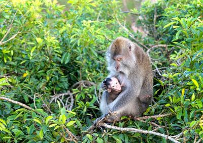 Monkey on tree stump