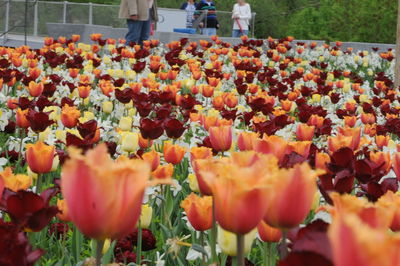 Close-up of tulips in field