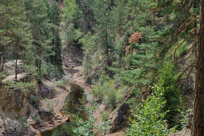 Pine trees in forest