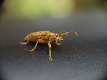 Close-up of insect