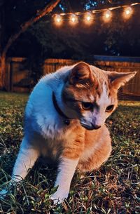 Cat sitting on a field