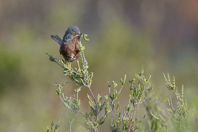 Close-up of bird perching on flower