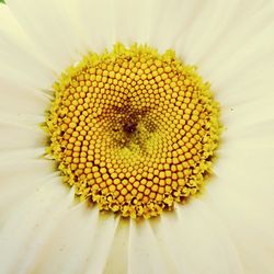 Macro shot of white flower