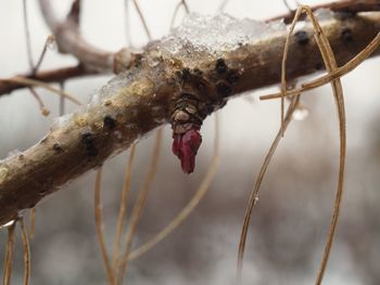 Close-up of insect on twig